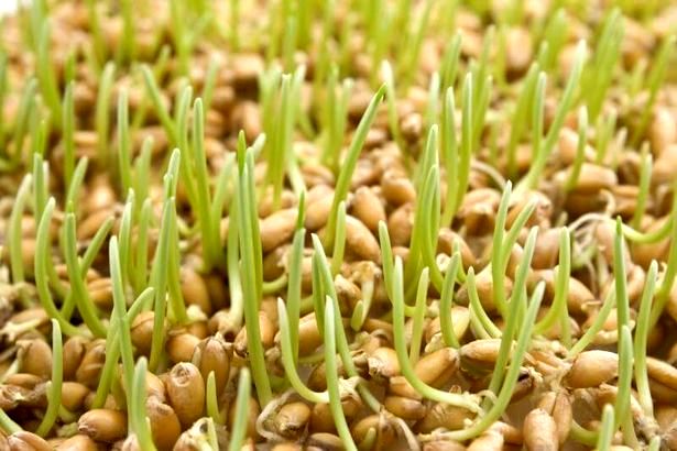 Проращивайте пшеницу до высоты 5 мм
