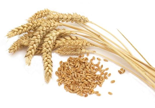 Пшеницу можно перемалывать в домашних условиях для получения экологически чистого продукта