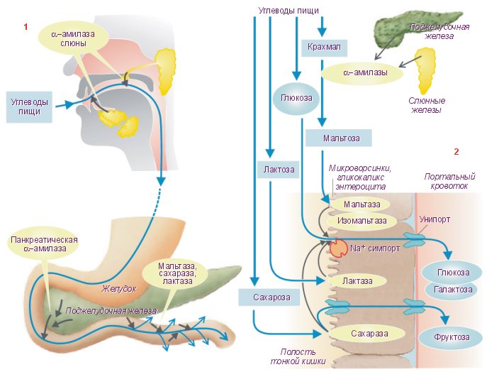 Схема переваривания углеводов в жкт биохимия