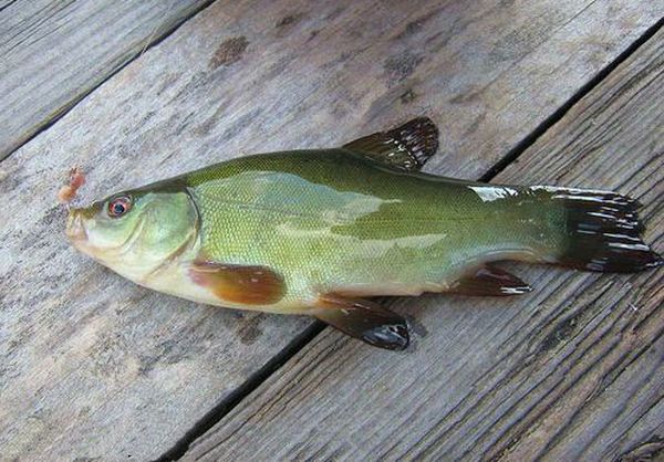 Рыба линь: фото и описание | Подробная информация о виде рыбы Линь