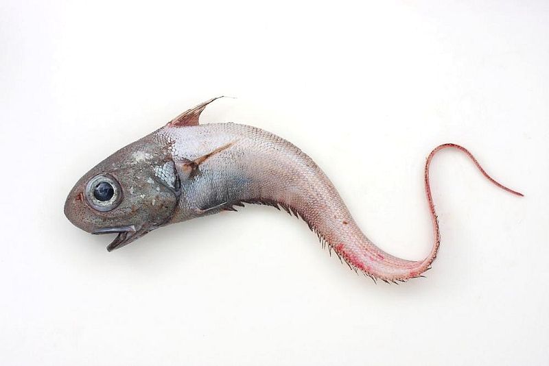 Макрурус Рыба Фото Отзывы