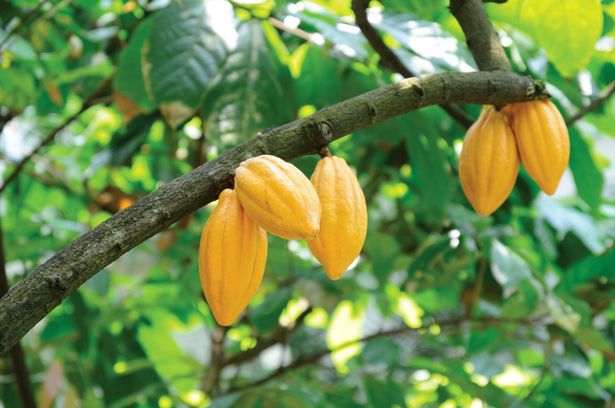 Дерево какао с плодами