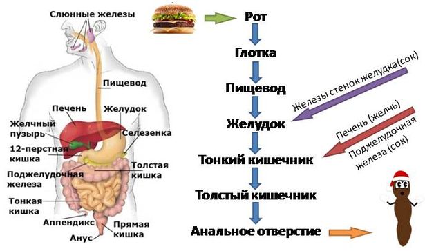В желудке и кишечнике мясо подвергается обработке ферментами