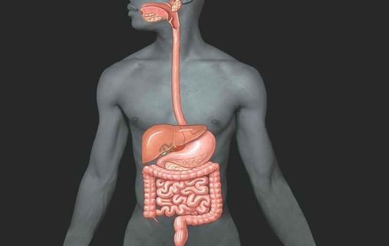 Пищеварительная система человека фото
