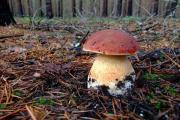 Белый гриб полезные свойства