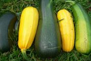 Кабачок - овощ: описание и фото