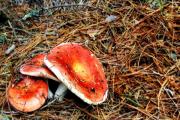 Съедобные грибы сыроежки как приготовить