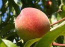 Персик - фрукт и фруктовое дерево