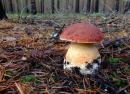 Белый гриб полезные свойства