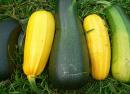 Кабачок - овощ: описание и фото