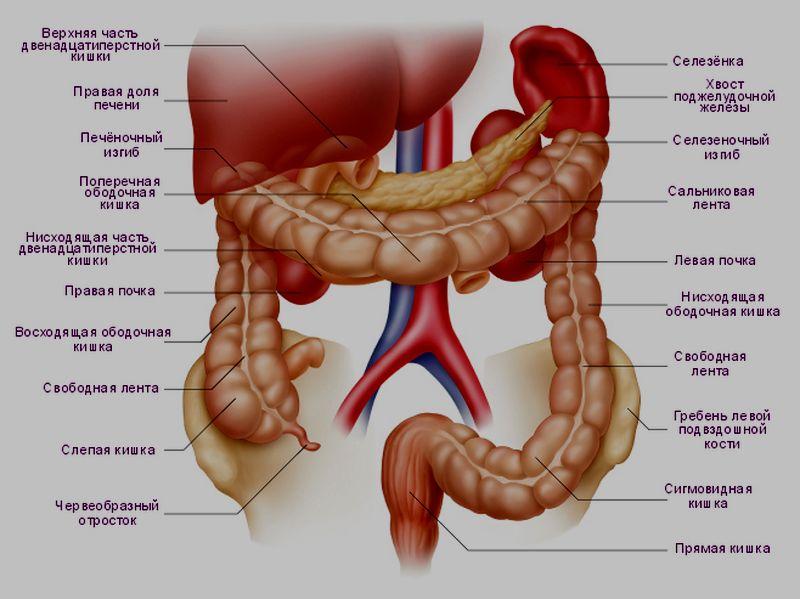 Фото кишечника человека с надписями спереди строение